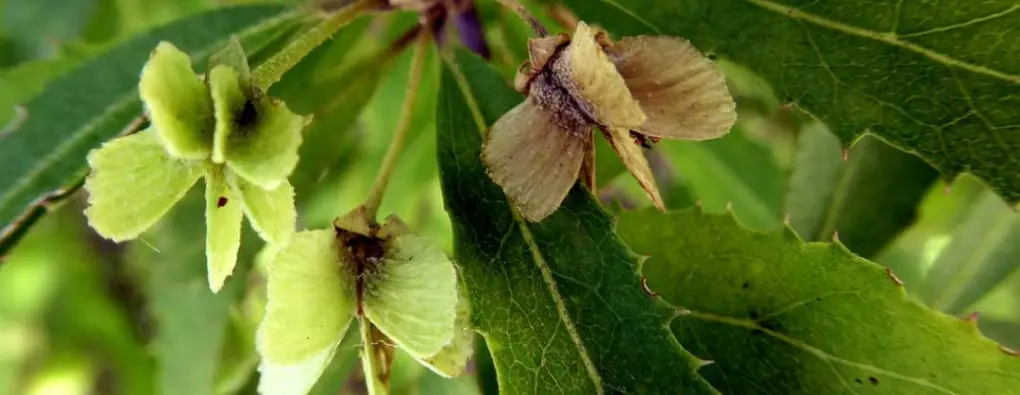 Hoheria angustifolia