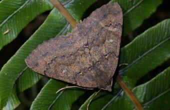 Photo of Kawakawa looper moth