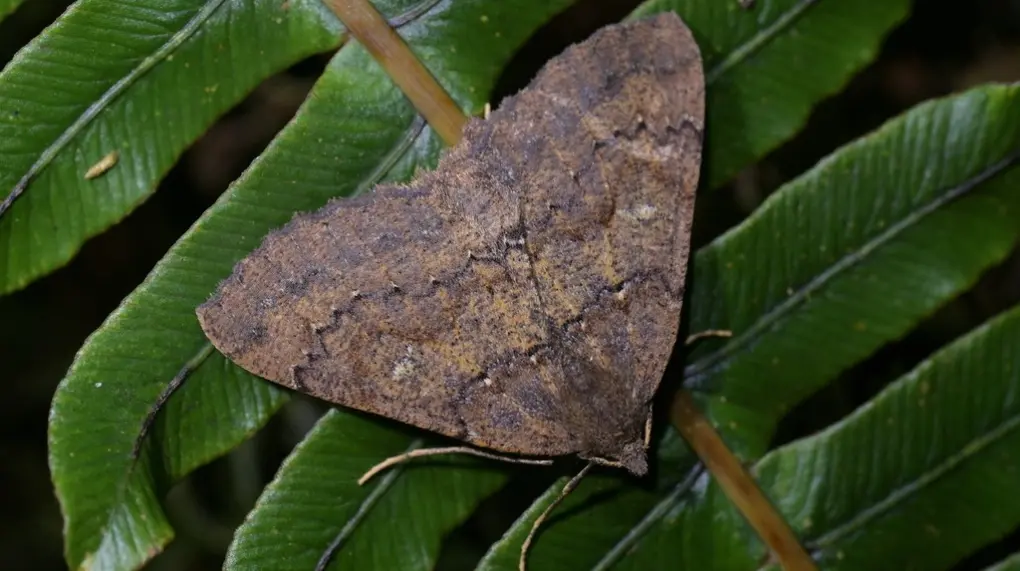 Kawakawa looper moth   © Christopher Stephens, some rights reserved (CC BY SA)