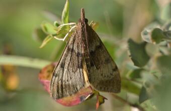 Photo of Kōwhai moth
