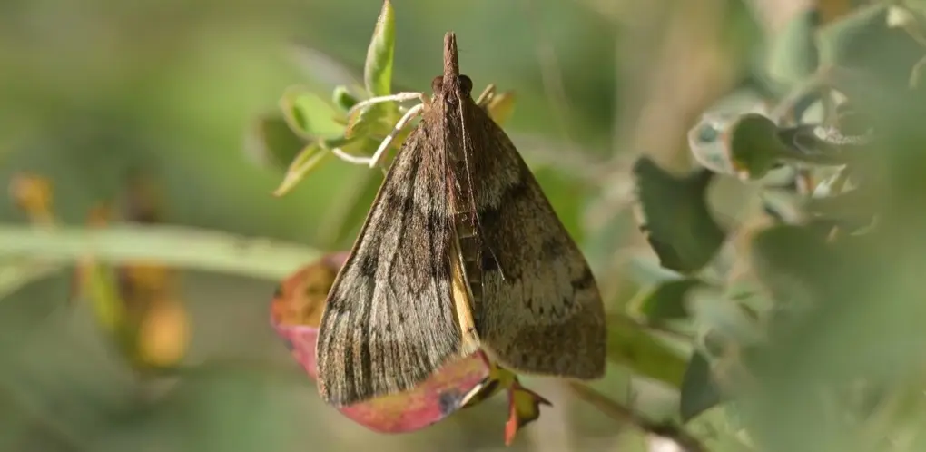 Kowhai moth   © Christopher Stephens, some rights reserved (CC BY SA)