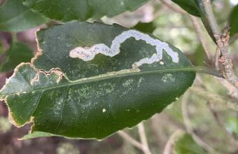 Photo of Leaf miner