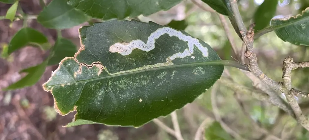 Leaf miner (1)