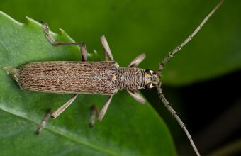 Photo of Lemon tree borer