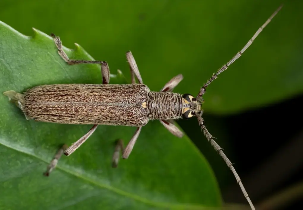 Lemon tree borer   Tyler McBeth, no rights reserved (CC0)
