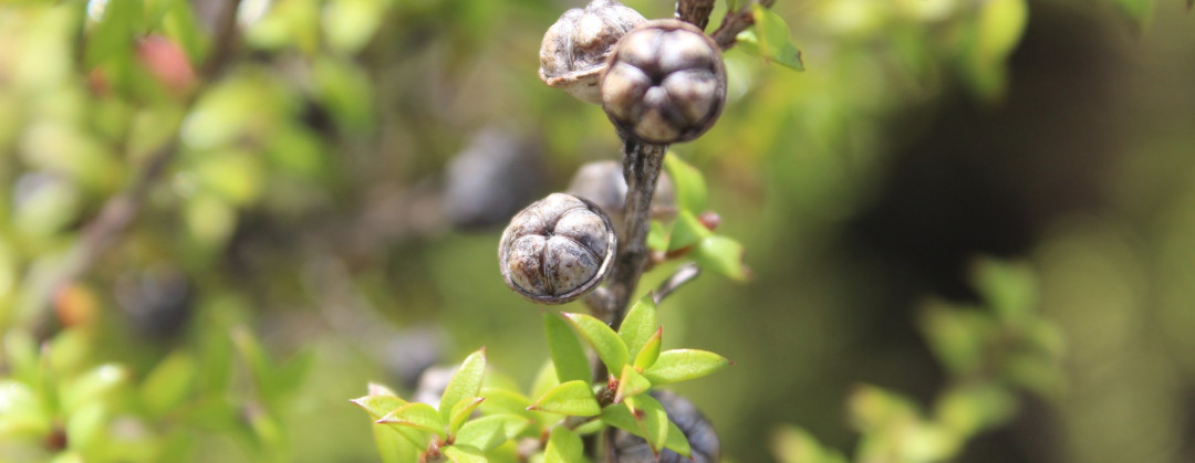 Leptospermum scoparium
