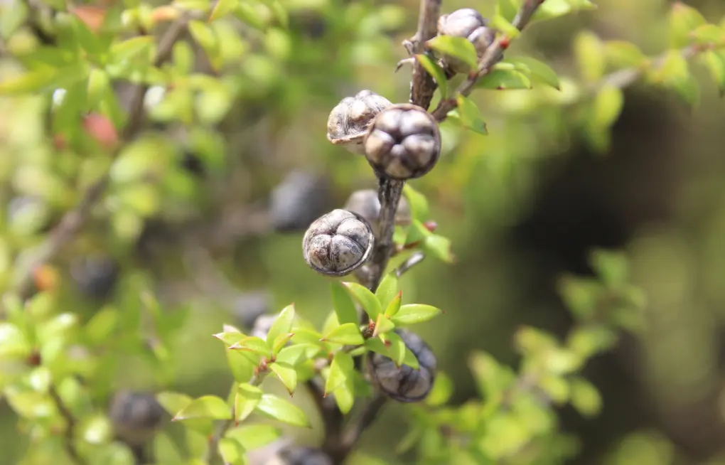 Leptospermum scoparium