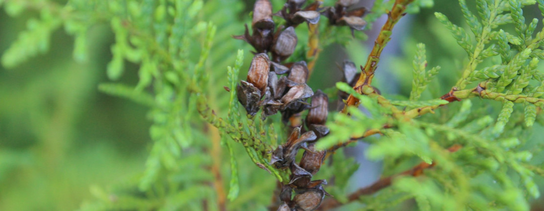 Libocedrus plumosa