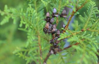 Photo of New Zealand cedar
