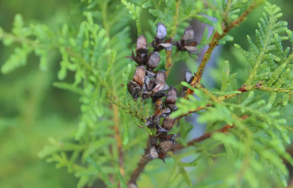 Libocedrus plumosa