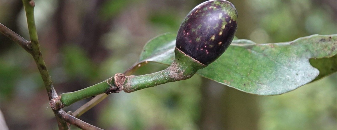 Litsea calicaris
