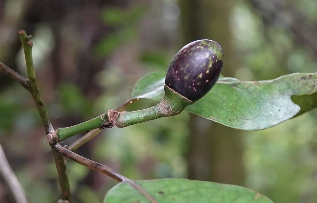 Litsea calicaris
