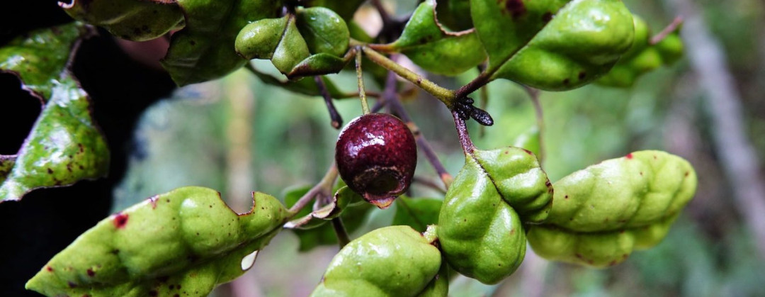 Lophomyrtus bullata