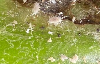 Photo of Mealybug
