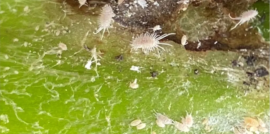 Mealybug colony