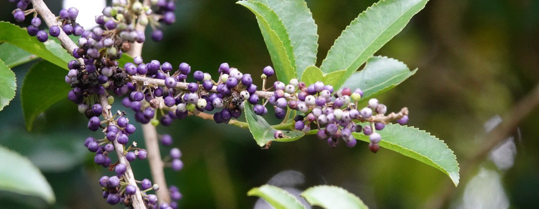 Melicytus ramiflorus