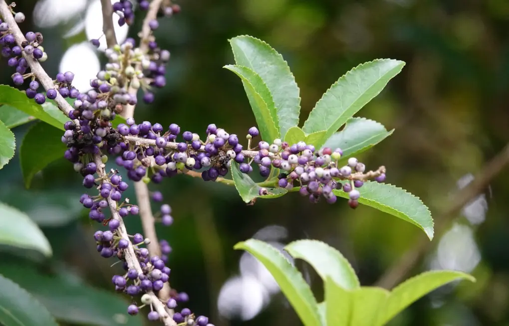 Melicytus ramiflorus
