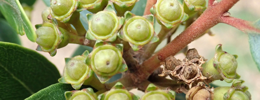 Metrosideros robusta