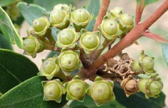 Photo of Northern rata