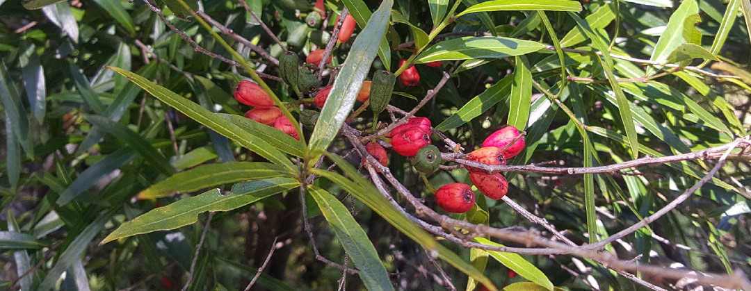 Mida salicifolia 2 1