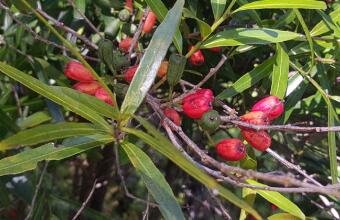 Photo of New Zealand sandalwood