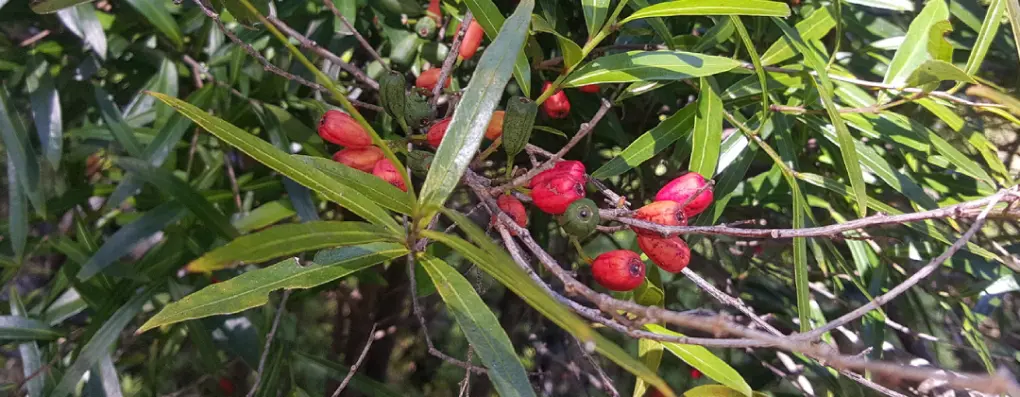 Mida salicifolia 2 1