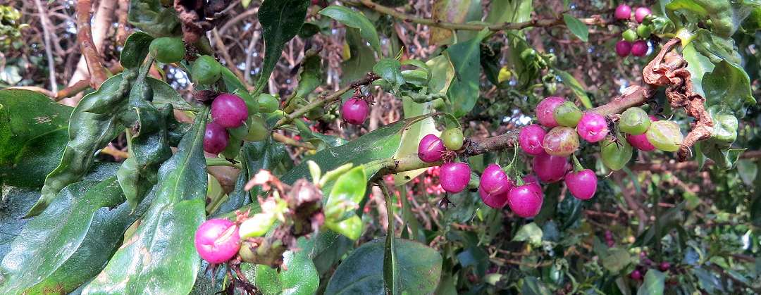 Myoporum laetum