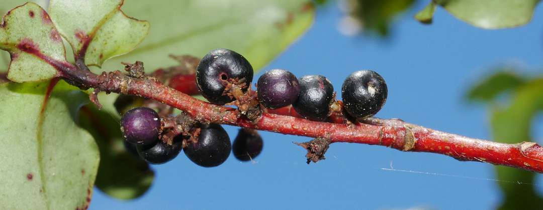 Myrsine australis