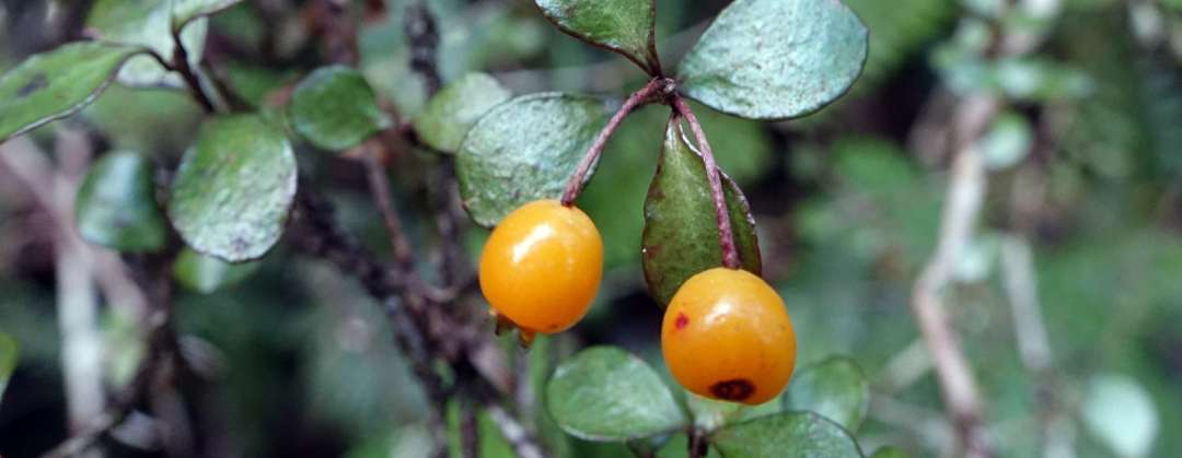 Neomyrtus pedunculata
