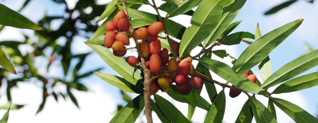 Nestegis lanceolata 2 1