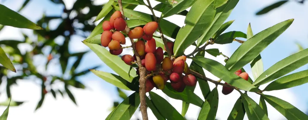 Nestegis lanceolata 2 1