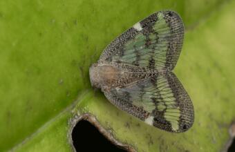 Photo of Passionvine hopper