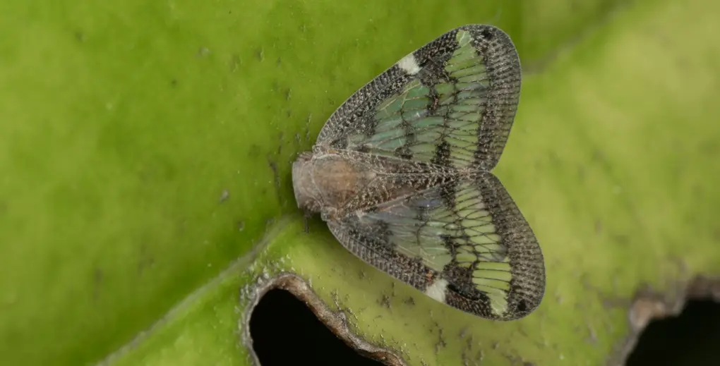 Passionvine hopper   © Caiden B, some rights reserved (CC BY NC)