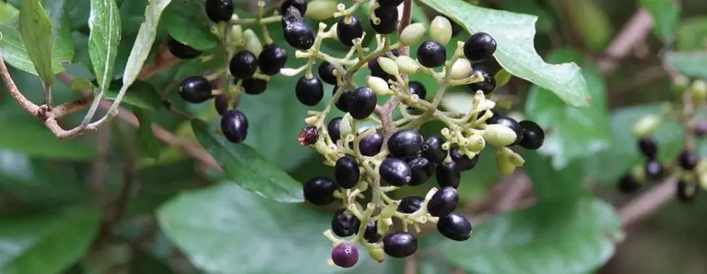 Pennantia corymbosa