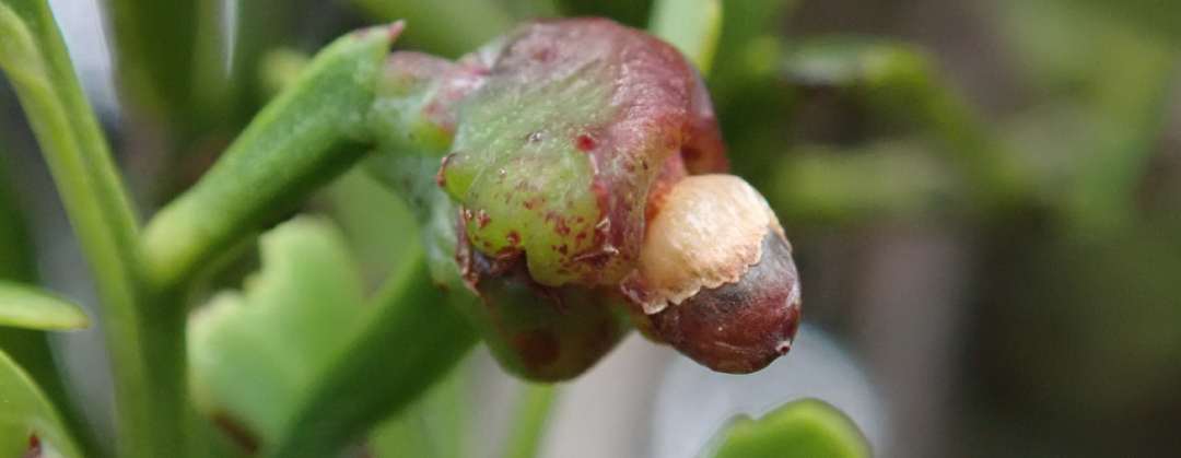 Phyllocladus trichomanoides