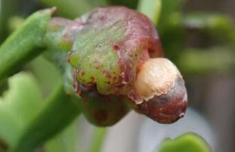 Photo of Celery pine