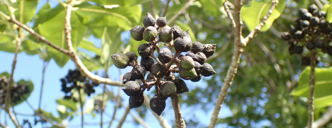 Pittosporum eugenioides