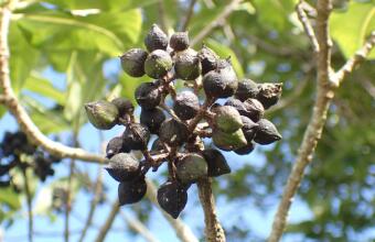 Photo of Lemonwood 