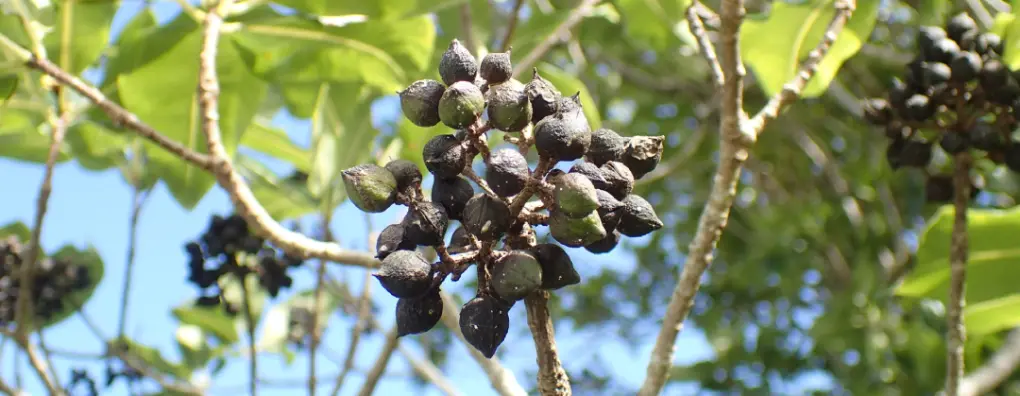 Pittosporum eugenioides