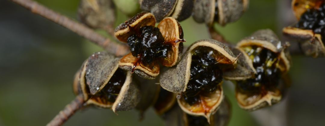 Pittosporum tenuifolium