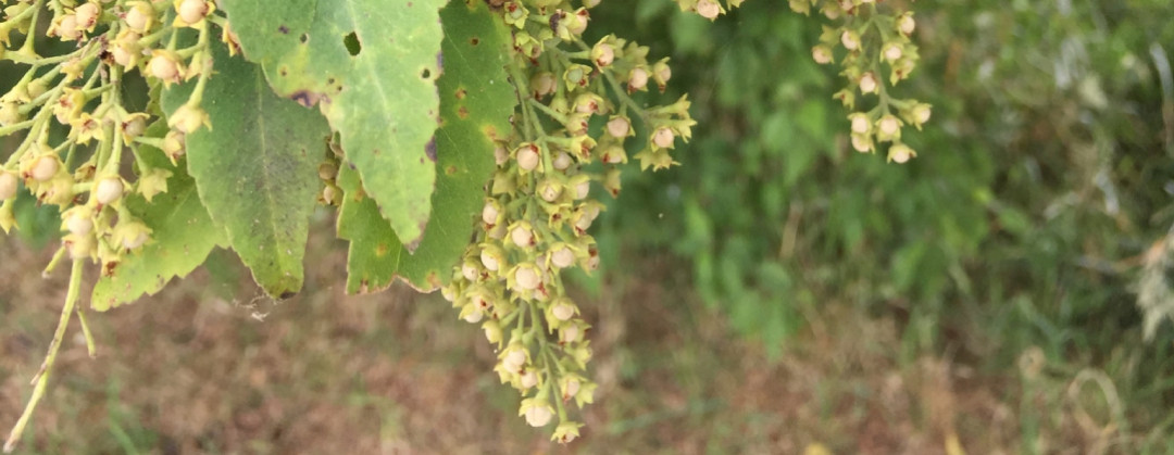Plagianthus regius