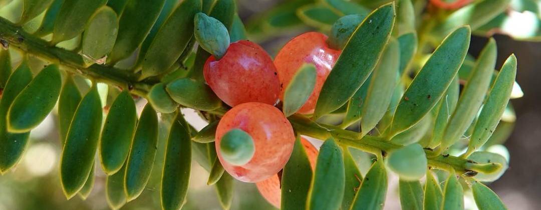 Podocarpus totara totara totara