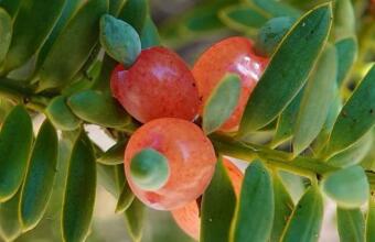 Photo of Totara