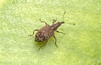 Photo of Pōhutukawa leaf miner