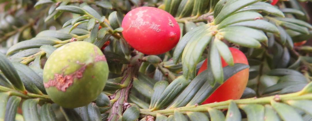 Prumnopitys ferruginea miro miro 1