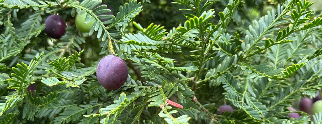 Prumnopitys taxifolia v2