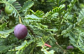 Photo of Black pine