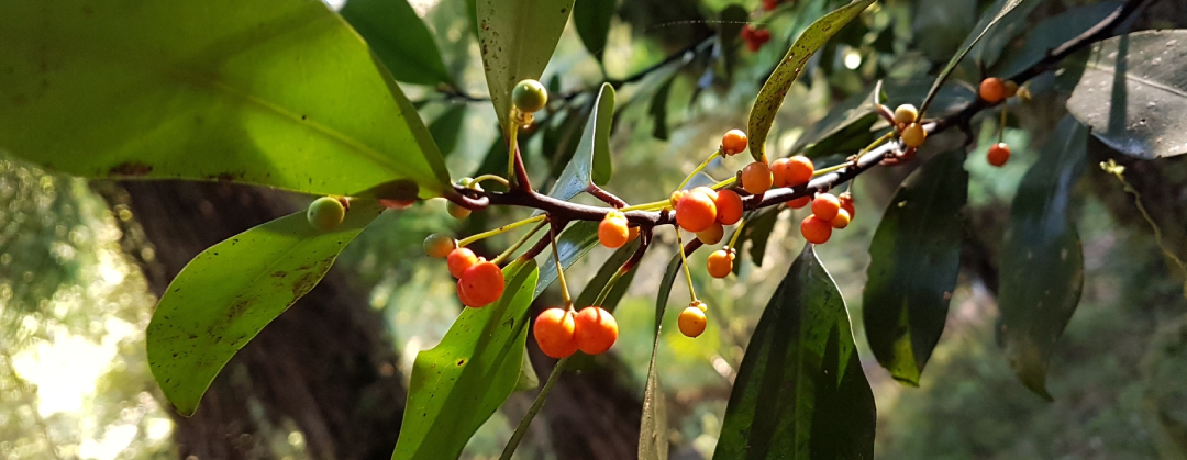 Pseudowintera axillaris