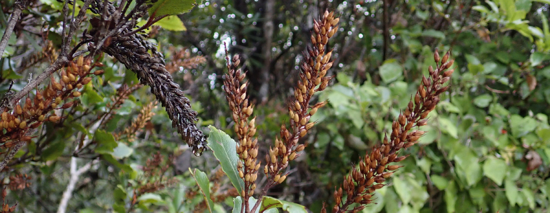 Pterophylla racemosa