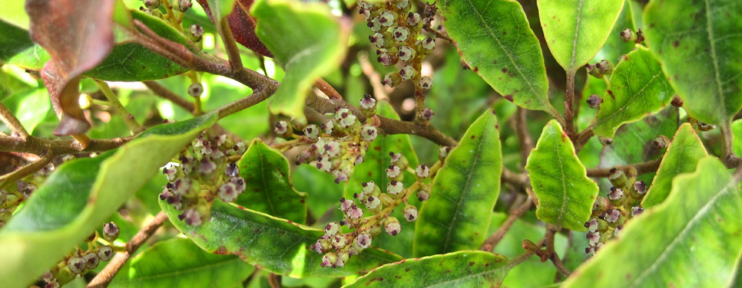 Quintinia serrata